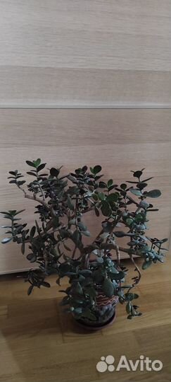 Монстера, денежное дерево, фаленопсис, драцена