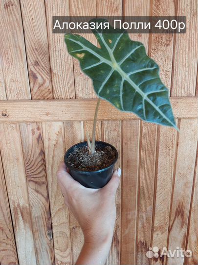 Комнатные растения ч.2