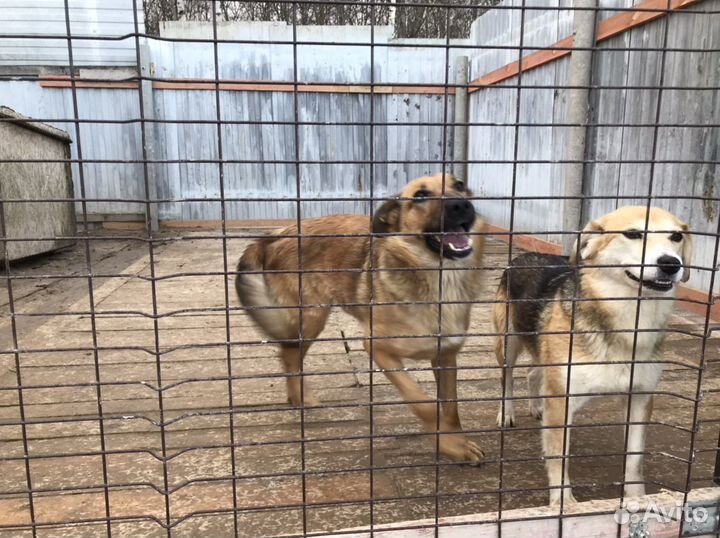 Две собачки и две подружки