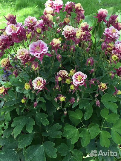 Растения для сада