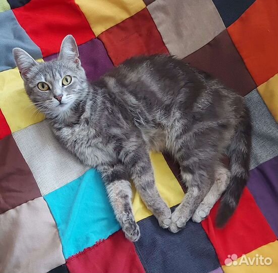 Стерелизованая кошка в самые добрые руки