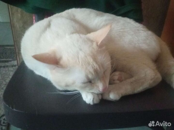 Отдам в добрые руки