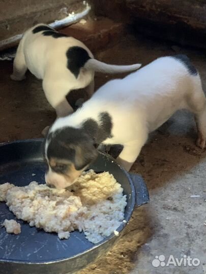 Щенки русской пегой гончей