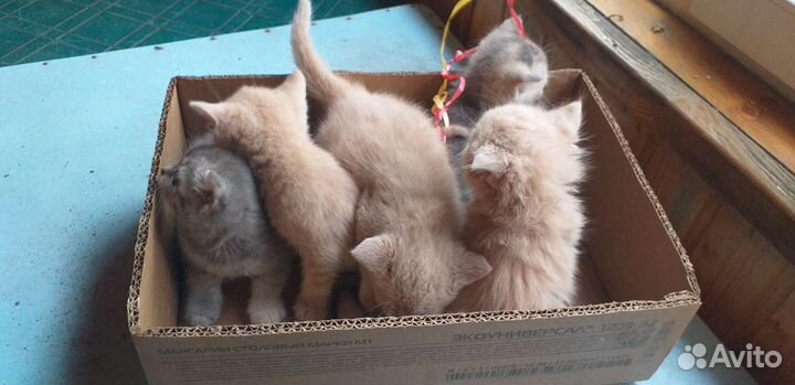 Котята отдам даром