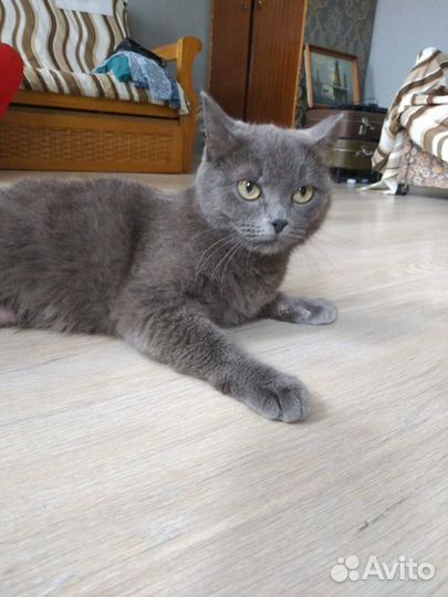 Кошка в добрые руки