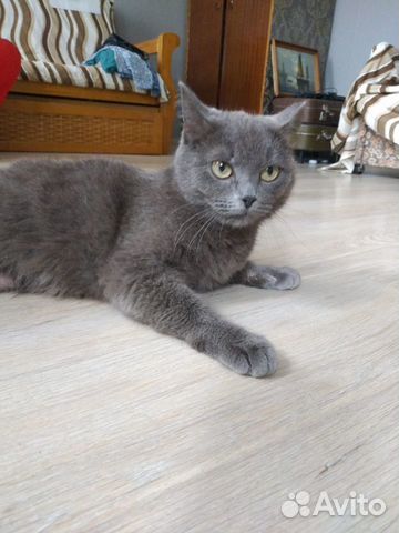 Кошка в добрые руки