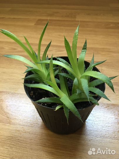 Комнатные растения, цветы