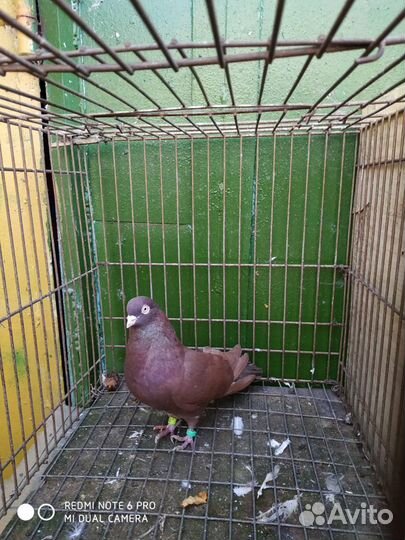 Продаются голуби