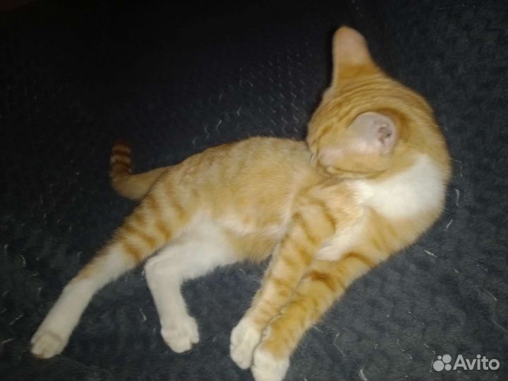 В добрые руки