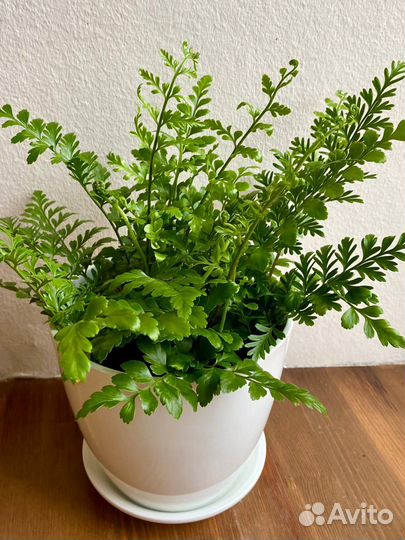 Папоротники