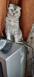 Шотландский кот вязка