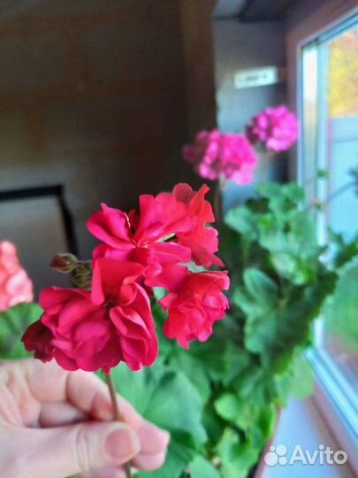 Пеларгония