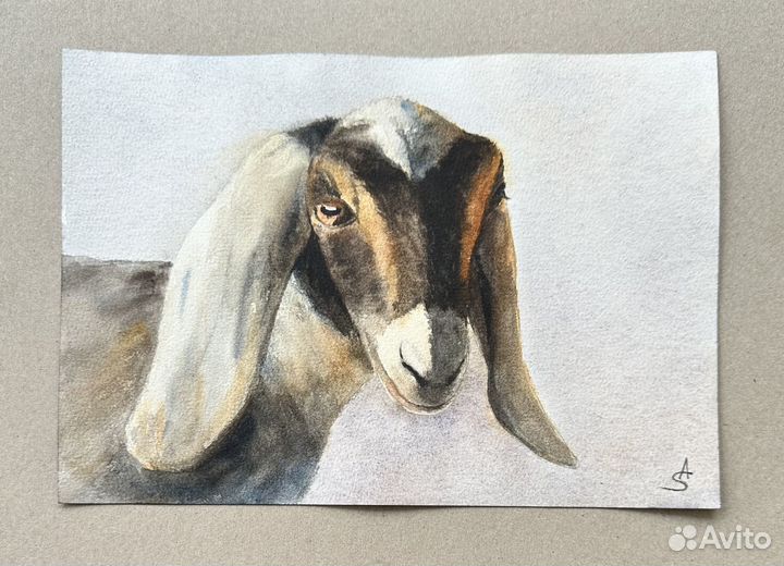 Картина акварель «Нубийская коза»