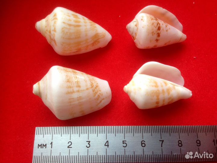 Два набора морских ракушек