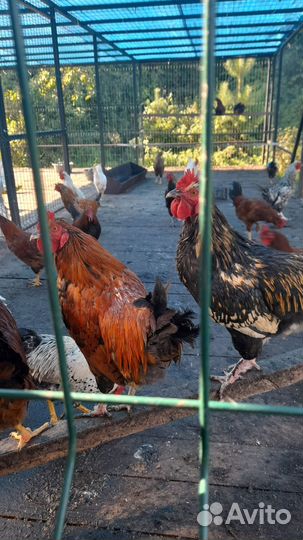 Петухи домашние