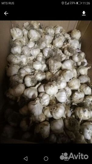 Яровой чеснок