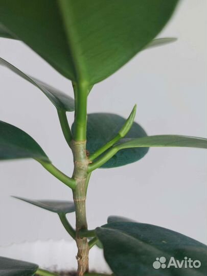 Фикус Панда