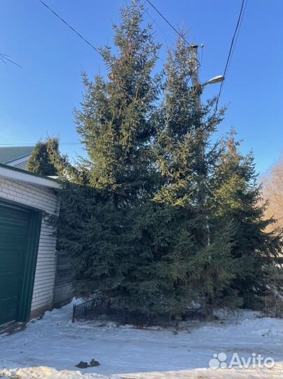 Ель от 5 метров