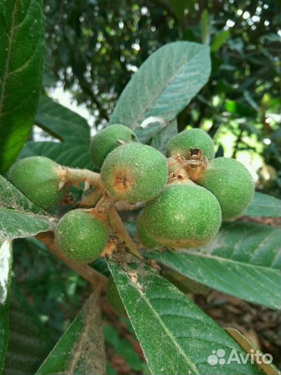 Японская мушмула