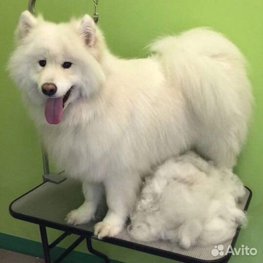 Грумер Стрижка собак и кошек