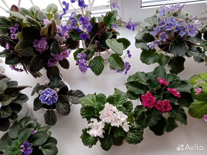 Комнатные цветы