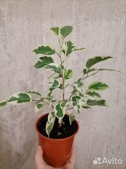 Комнатные растения разные