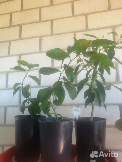 Лимон плодоносящий