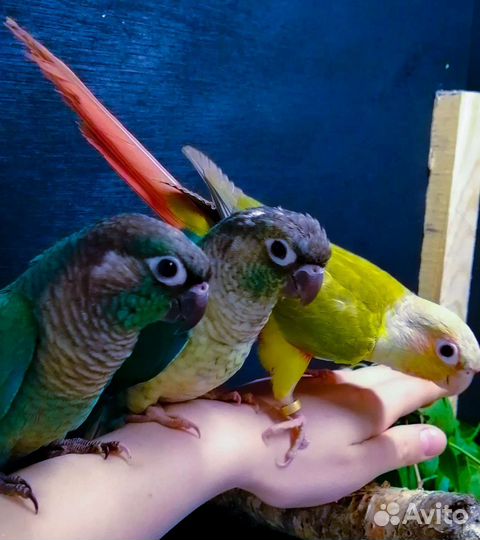 Попугай пиррура, ожереловый, Монах выкормыши с днк