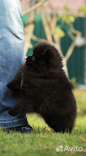 Померанский щпиц мини