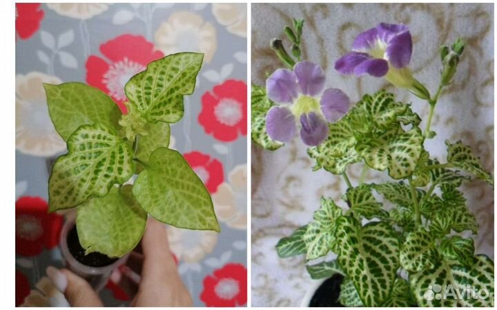 Комнатные цветы