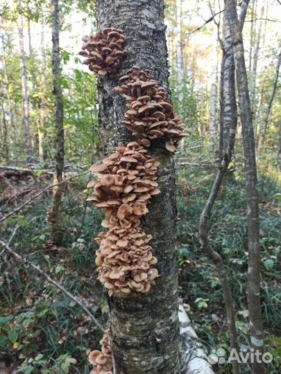 Грибы опята грузди