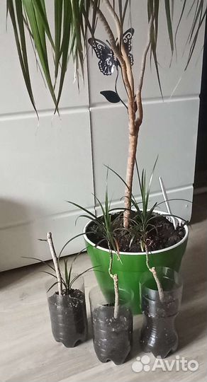 Пальма драцена