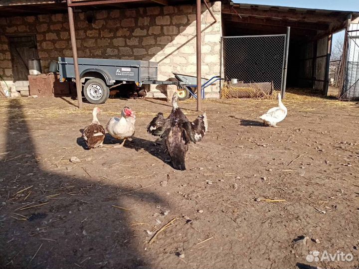 Инкубационное яйцо индоуток, французской белой