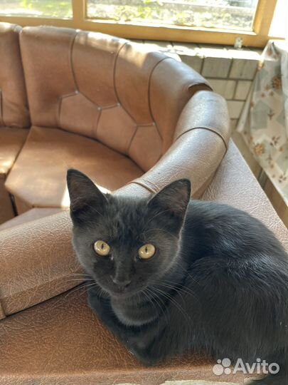 Девочка 3 мес. Привезем