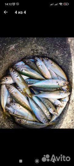 Экскурсия Рыбалка морская Сочи Адлер