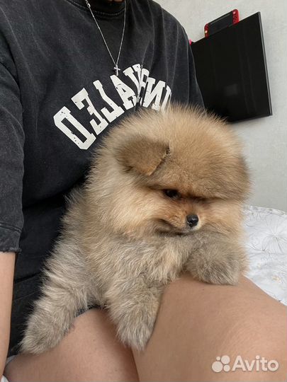 Померанский шпиц мини девочка