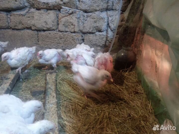 Цыпленок Бройлера
