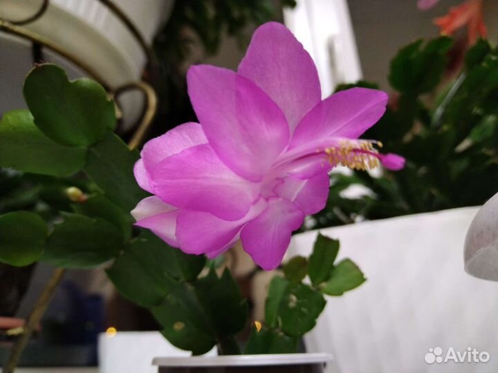 Декабрист красный, белый, розовый два вида