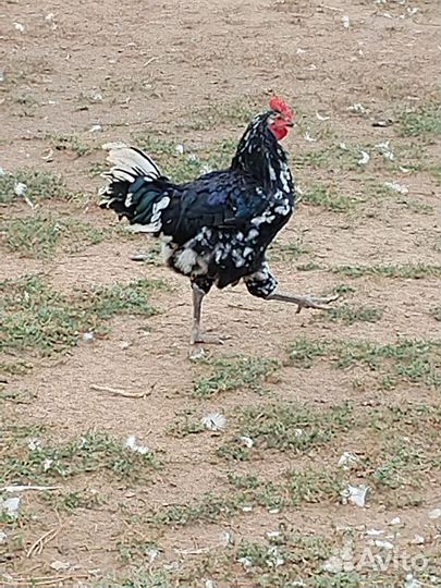 Молодые петушки