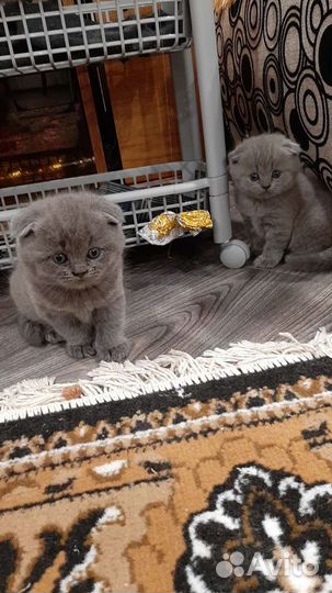 Шотландские плюшевые котейки