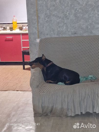 Доберман в добрые руки