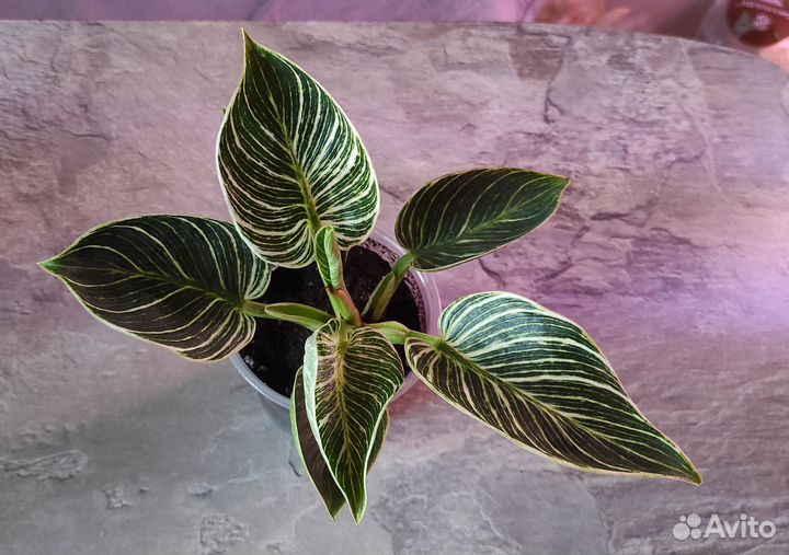 Филодендрон биркин и черный кардил, ред сан