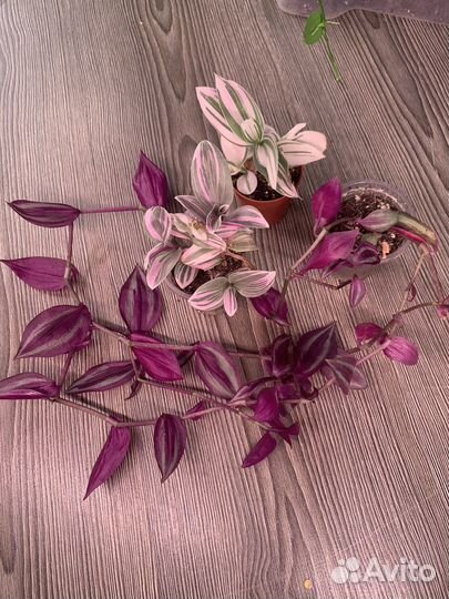 Сортовые традесканции