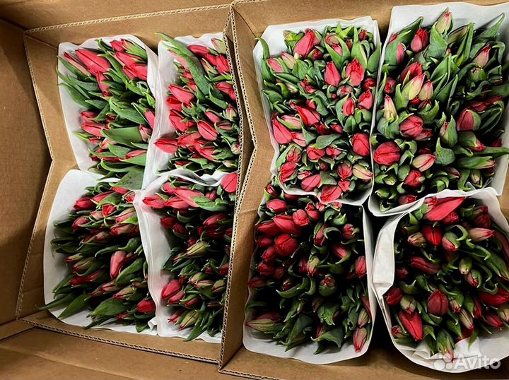 Тюльпаны оптом