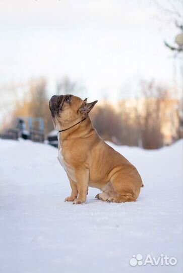 Французский бульдог щенки