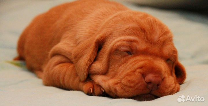 Венгерская выжла