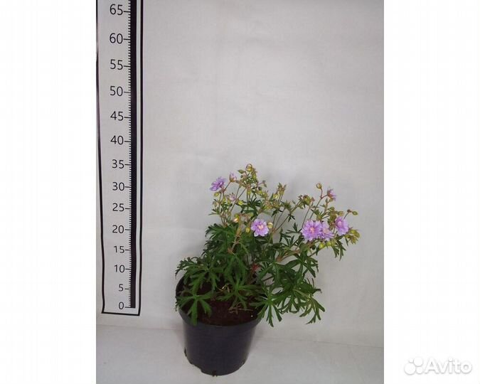 Герань луговая Summer Skies