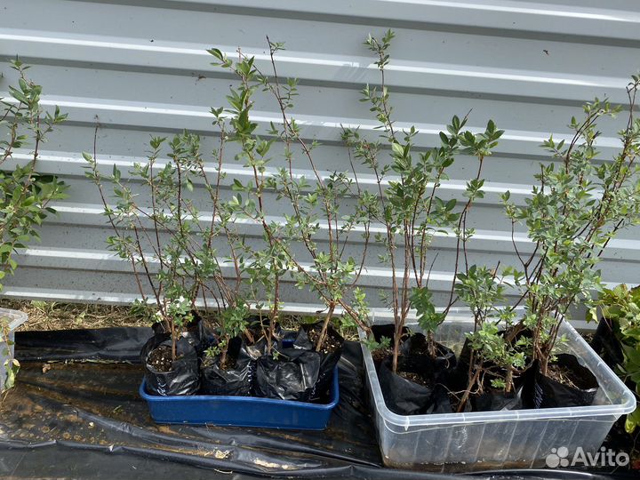 Саженцы жимолости сьедобной