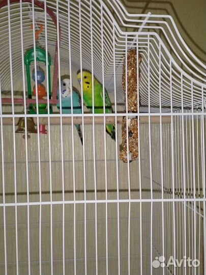 Продам попугаев самец и самка вместе с клеткой
