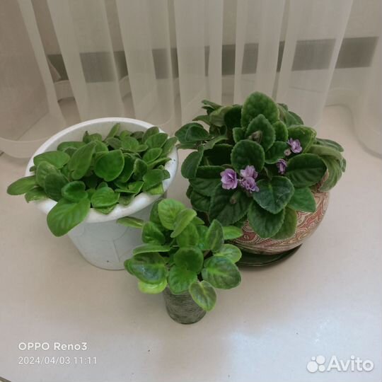 Фиалки трейлеры